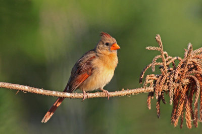 Northern Cardinal