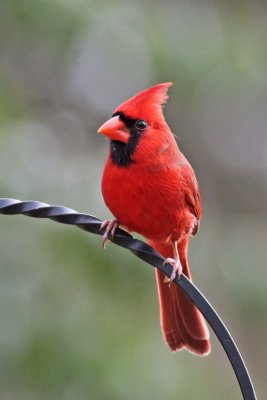 Northern Cardinal