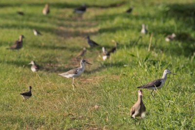 Sandpiper Group