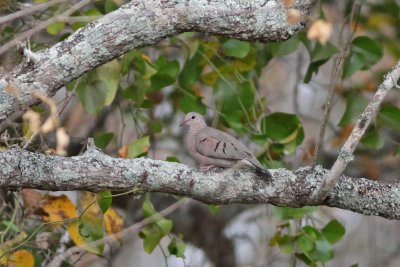 Common Ground-dove