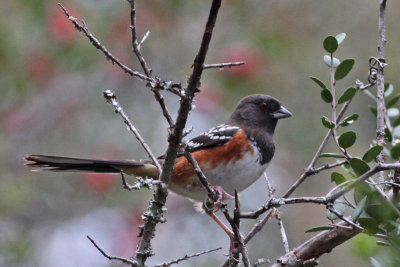 Spotted Towhee