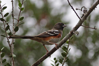 Spotted Towhee
