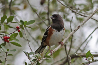 Spotted Towhee