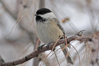 Black-capped Chickadee