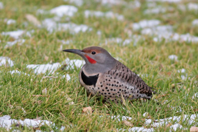 Northern Flicker (Red-shafted)
