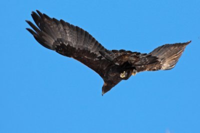 Golden Eagle