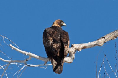 Golden Eagle