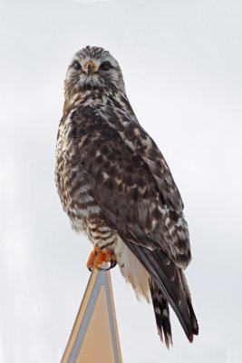 Rough-legged Hawk