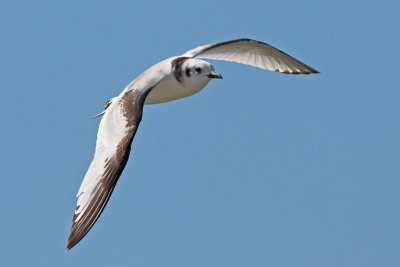 Black-legged Kittiwake