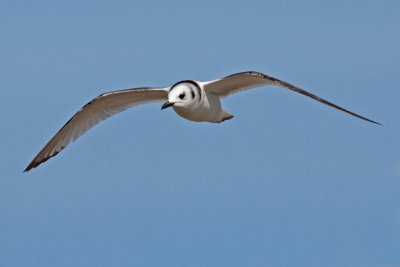 Black-legged Kittiwake