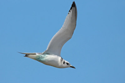 Black-legged Kittiwake