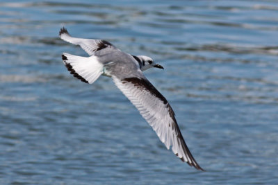 Black-legged Kittiwake