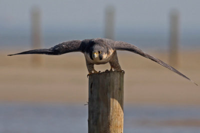 Peregrine Falcon