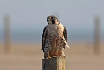 Peregrine Falcon