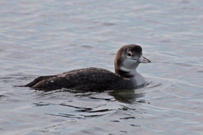 Common Loon