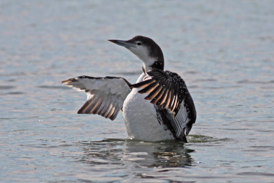 Common Loon