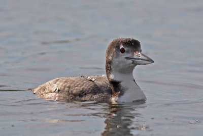Common Loon