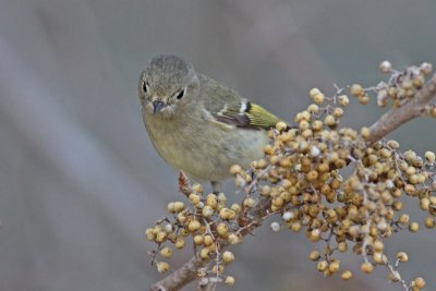 Ruby-crowned Kinglet