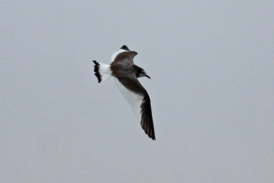 Sabine's Gull