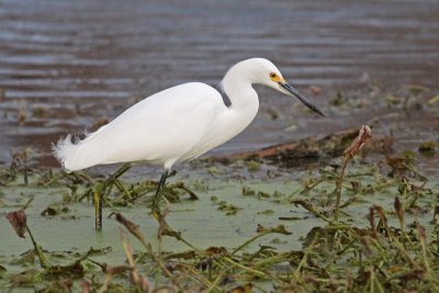 Snowy Egret