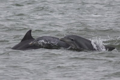 Dolphins at Seawolf Park