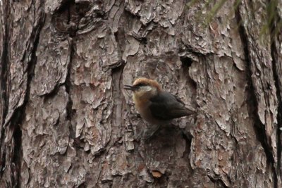 Brown Nuthatches