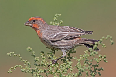 House Finch