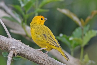 Saffron Finch