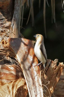 African Silverbill