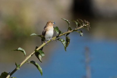 African Silverbill