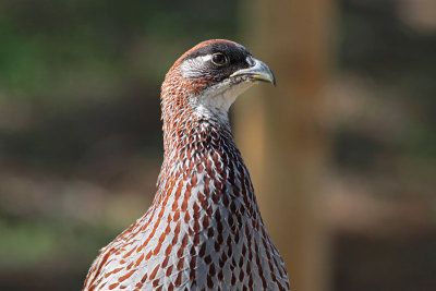 Erckel's Francolin