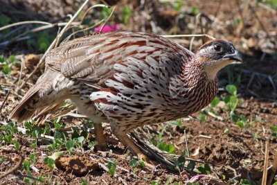 Young Erckel's Francolin