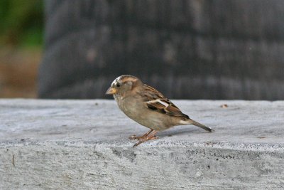 House Sparrow