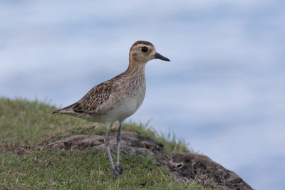 Pacific Golden Plover