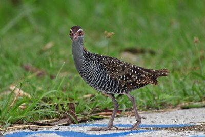 Buff-banded Rail