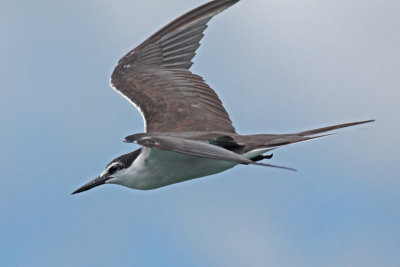 Bridled Tern