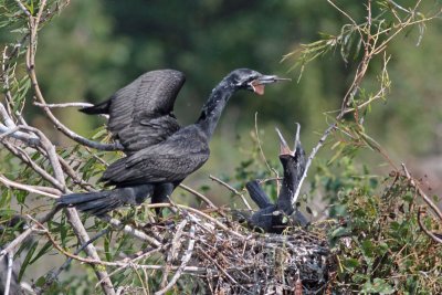 Neotropic Cormorants