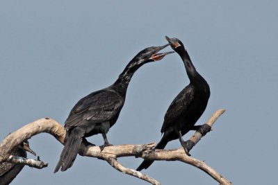 Neotropic Cormorants