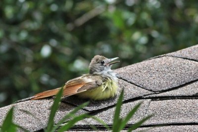 Young Great Crested Flycatcher