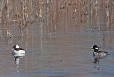 Buffleheads 