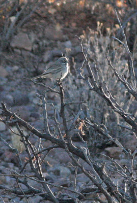 Sagebrush Sparrow