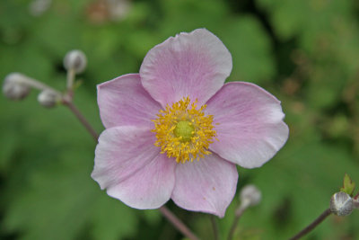 Flower in Anne Hathaway's garden