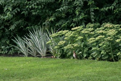 Garden in York