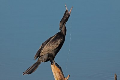Neotropic Cormorant with fish line