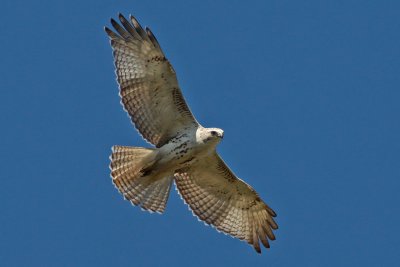 Red-tailed Krider's Hawk