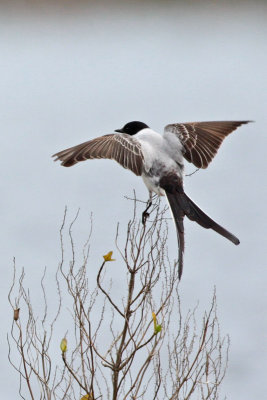 Fork-tailed Flycatcher