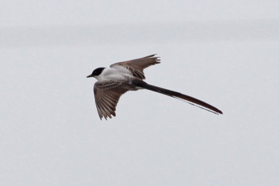 Fork-tailed Flycatcher