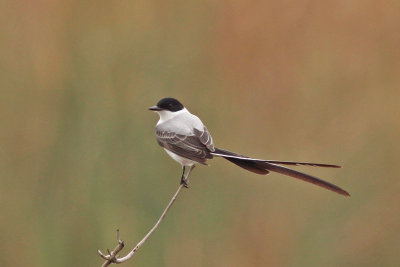 Fork-tailed Flycatcher