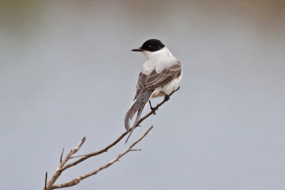 Fork-tailed Flycatcher
