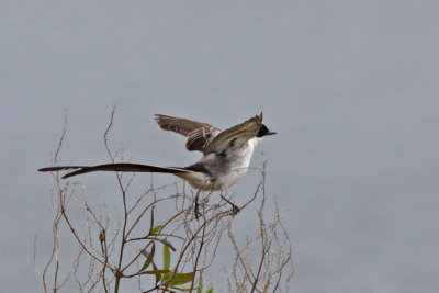 Fork-tailed Flycatcher